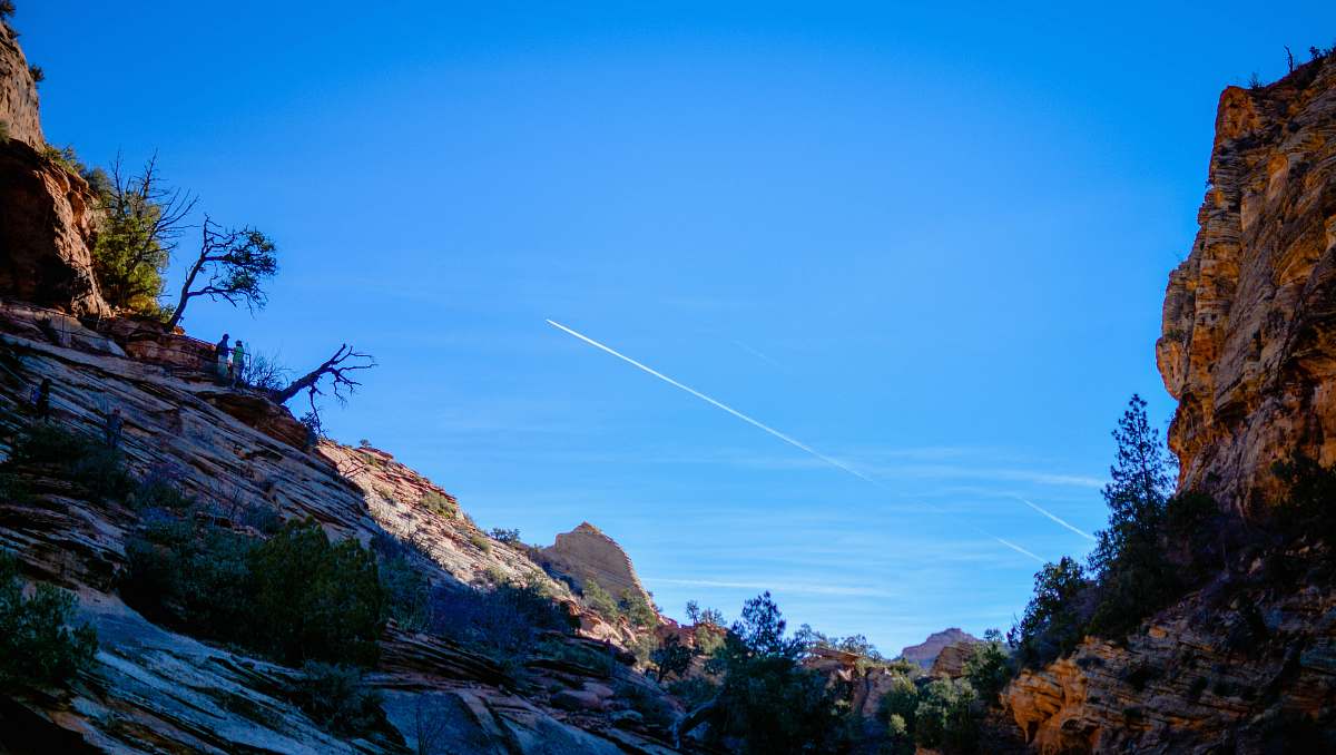 zion national park green plants on mountain united states